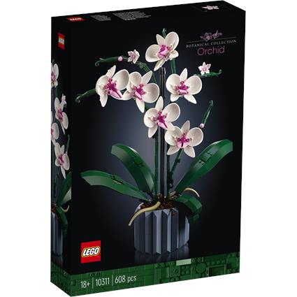 Orchid