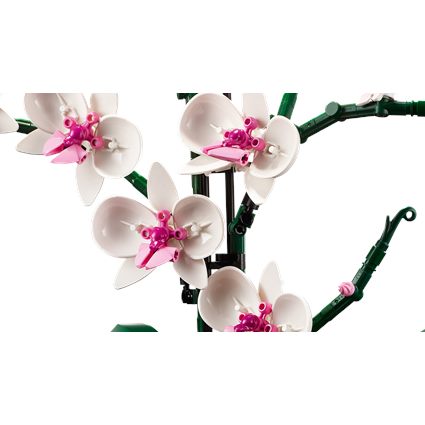 Orchid