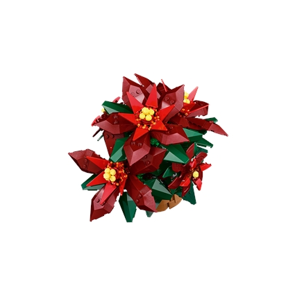 Poinsettia
