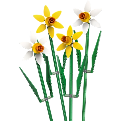 Daffodils