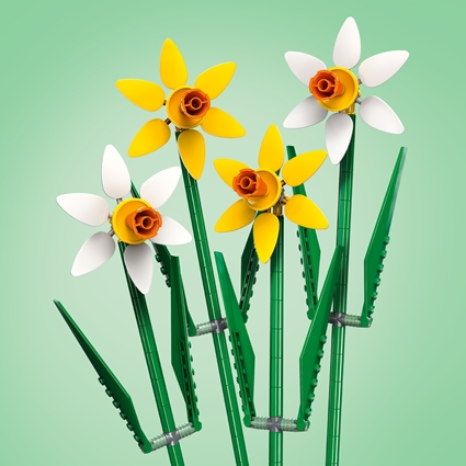 Daffodils