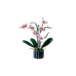 Orchid