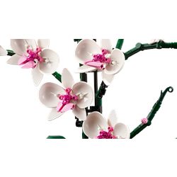 Orchid
