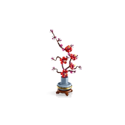Plum Blossom