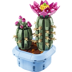 Flowering Cactus