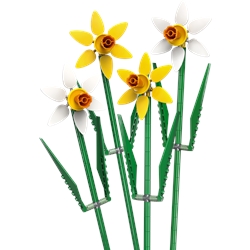 Daffodils