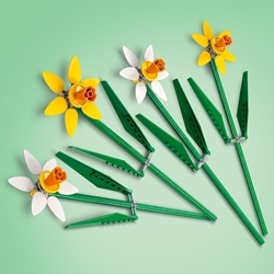 Daffodils